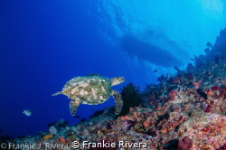 A sea of clarity by Frankie Rivera 